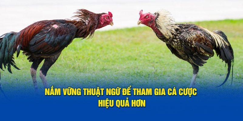 Nắm rõ các thuật ngữ đá gà giúp tăng khả năng chiến thắng