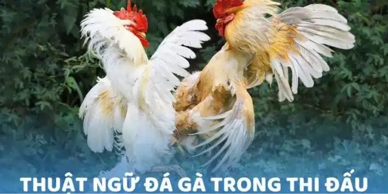 Thuật ngữ về đá gà phổ biến nhất hiện nay